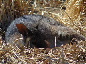 Parma Wallaby