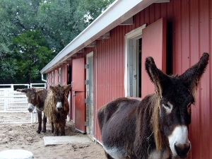 Poitou Donkey