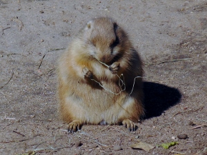 Prairie Dog 2