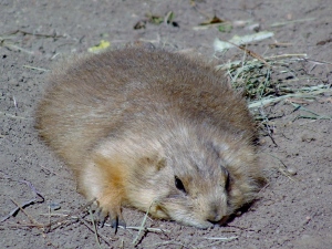 Prairie Dog 3