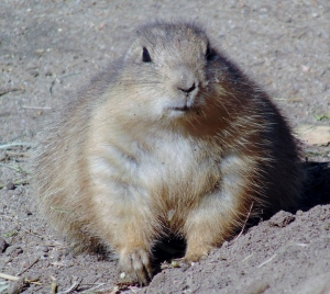 Prairie Dog 4