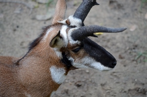 Pronghorn Antelope