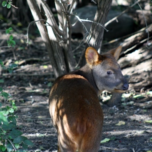 Pudu