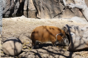 Red River Hog