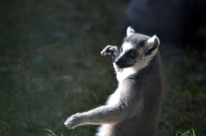 Ringtail Lemur