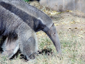 South American Giant Anteater