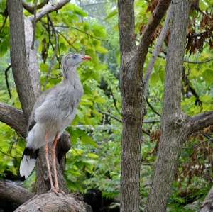 Southern Screamer