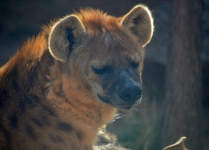 Spotted Hyena 2