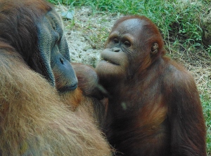 Sumatran Orangutan 2