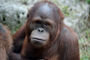 Sumatran Orangutan