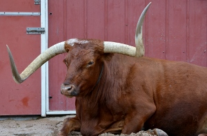 Texas Longhorn