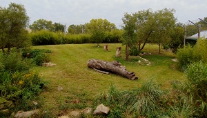 Tiger Habitat