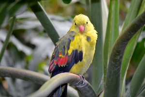 Tropical Bird 4
