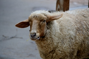 Tunis Sheep