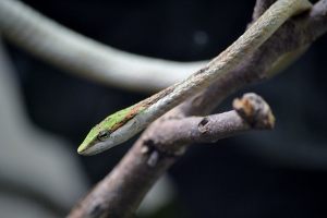 Twig Snake