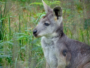 Wallaroo