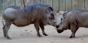 Warthog