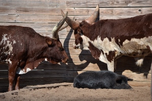 Watusi