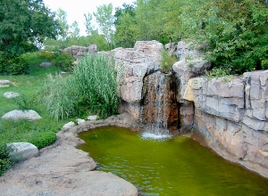 Western Lowland Gorilla Habitat