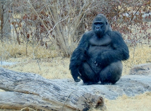 Western Lowland Gorilla