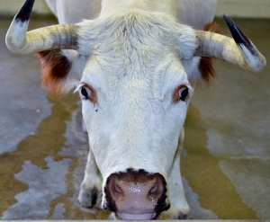 White Park Cattle