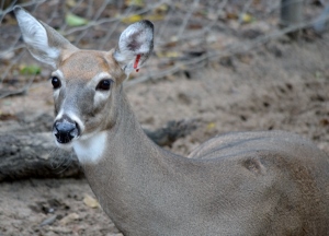 White Tail Deer