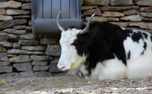 Yak