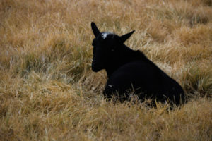 14 Pygmy Goat