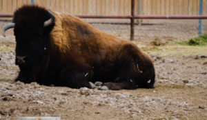 15 Bison