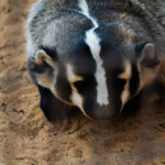 17 Badger