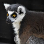 22 Ringtail Lemur 4