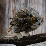 23 Great Horned Owl 4
