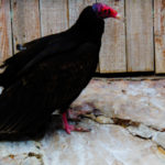 23 Turkey Vulture