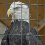 4Bald Eagle