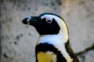 African Black-footed Penguin Dallas Zoo