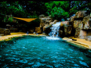 African Black-footed Penguin Habitat Dallas Zoo