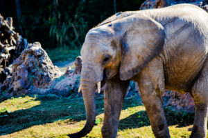 African Elephant Giants of the Savanna 2 Dallas Zoo