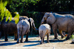 African Elephants 3 Giants of the Savanna Dallas Zoo