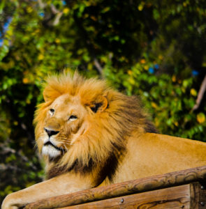 African Lion Oklahoma City Zoo