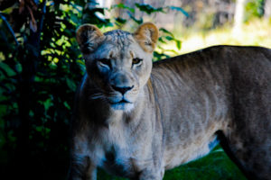 African Lioness 3 Dallas Zoo