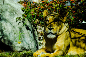 African Lioness Dallas Zoo