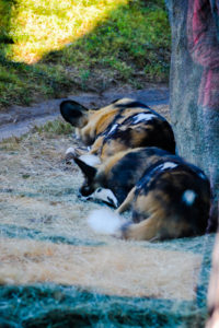 African Painted Dogs Dallas Zoo
