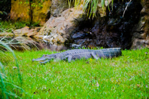 American Alligator Frank Buck Zoo Gainesville TX 2