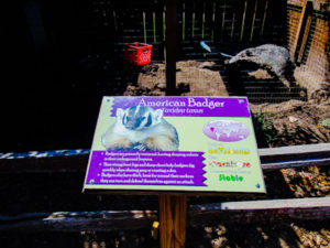 American Badger Speices Sign Hutchinson Zoo