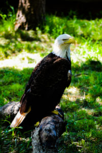 American Bald Eagle 2 Oklahoma City Zoo