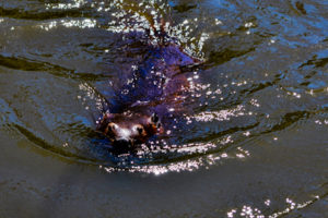 American Beaver 2 Hutchinson Zoo