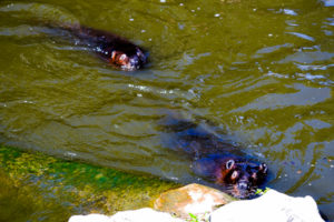 American Beaver 3 Hutchinson Zoo