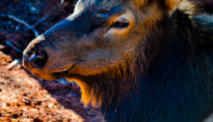 American Elk Oklahoma City Zoo