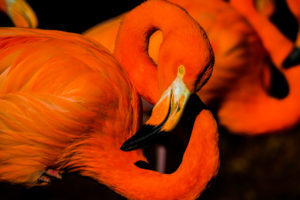 American Flamingo Oklahoma City Zoo