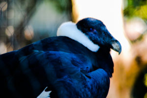 Andean Condor Dallas Zoo
